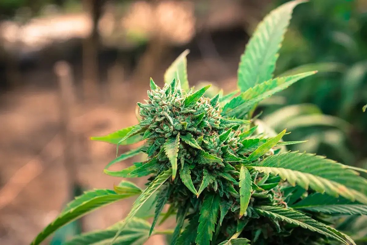 A Peek Into the Anatomy of Marijuana Plant