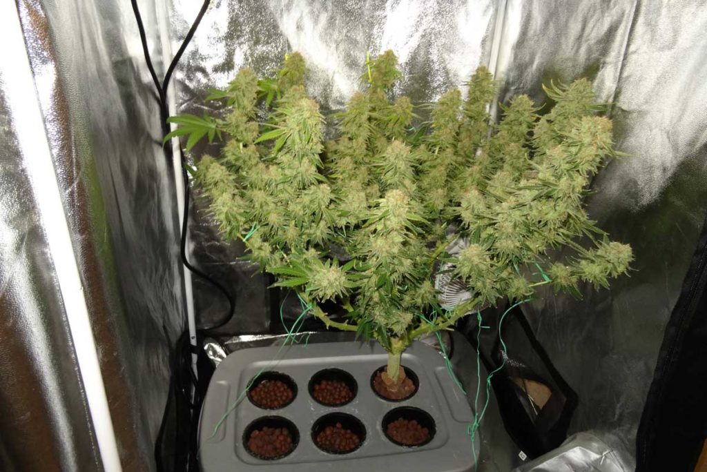 How Many Harvests Can You Get From Growing Cannabis Plants?